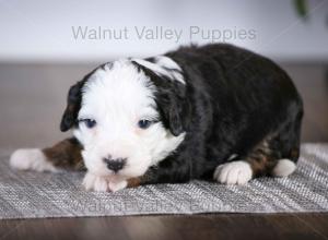 tri-colored mini bernedoodle baby puppy