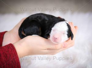 tri-colored mini bernedoodle baby puppy