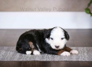 tri-colored mini bernedoodle baby puppy