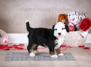 tri-colored mini bernedoodle baby puppy