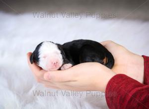 tri-colored mini bernedoodle baby puppy