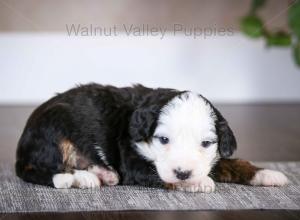 tri-colored mini bernedoodle baby puppy