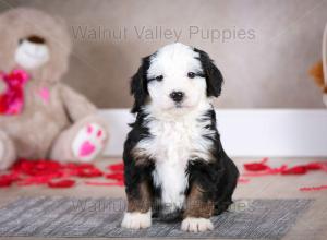 tri-colored mini bernedoodle baby puppy