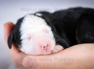 tri-colored mini bernedoodle baby puppy