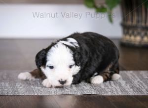 tri-colored mini bernedoodle baby puppy