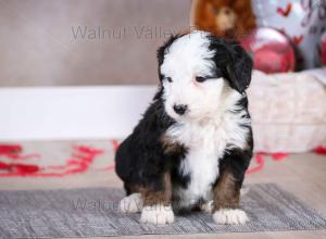 tri-colored mini bernedoodle baby puppy