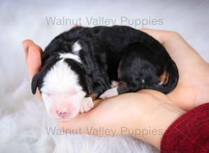 tri-colored mini bernedoodle baby puppy