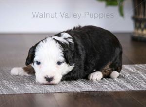 tri-colored mini bernedoodle baby puppy