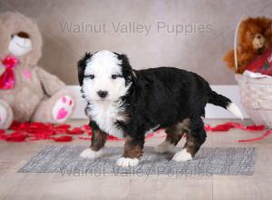 tri-colored mini bernedoodle baby puppy