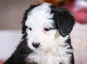 tri-colored mini bernedoodle baby puppy