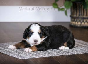 tri-colored mini bernedoodle baby puppy