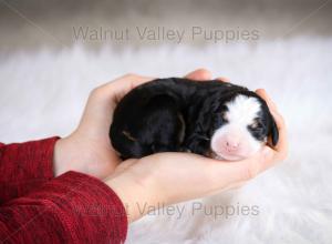 tri-colored mini bernedoodle baby puppy