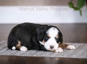 tri-colored mini bernedoodle baby puppy