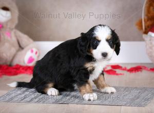 tri-colored mini bernedoodle baby puppy