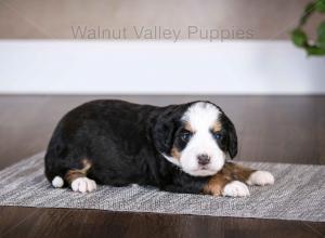 tri-colored mini bernedoodle baby puppy