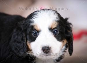 tri-colored mini bernedoodle baby puppy