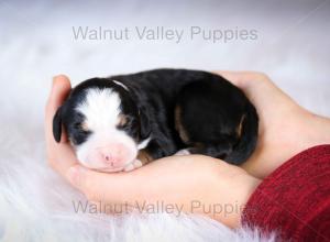 tri-colored mini bernedoodle baby puppy