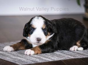 tri-colored mini bernedoodle baby puppy