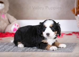 tri-colored mini bernedoodle baby puppy