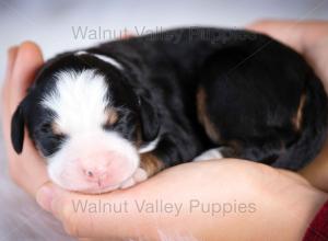 tri-colored mini bernedoodle baby puppy