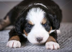 tri-colored mini bernedoodle baby puppy