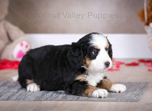 tri-colored mini bernedoodle baby puppy