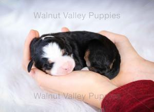 tri-colored mini bernedoodle baby puppy