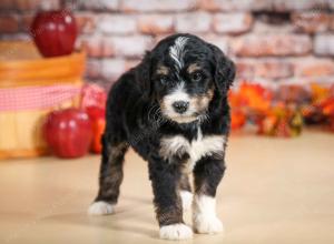 tri-colored male standard bernedoodle near Chicago Illinois