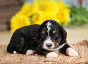 tri-colored male standard bernedoodle near Chicago Illinois