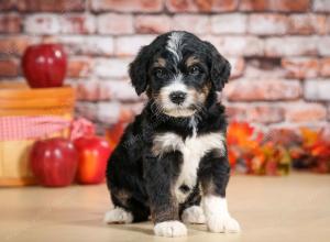 tri-colored male standard bernedoodle near Chicago Illinois