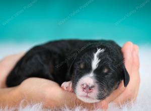 tri-colored male standard bernedoodle near Chicago Illinois