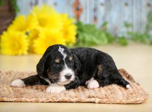 tri-colored male standard bernedoodle near Chicago Illinois