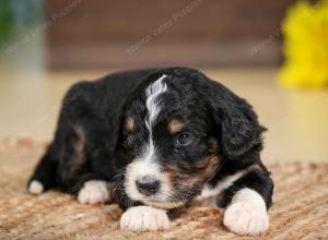 tri-colored male standard bernedoodle near Chicago Illinois