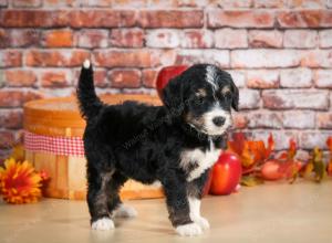 tri-colored male standard bernedoodle near Chicago Illinois