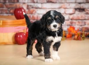 tri-colored male standard bernedoodle near Chicago Illinois