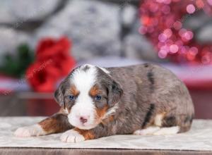 mini bernedoodle near Saint Louis MO