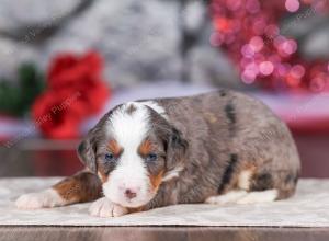 mini bernedoodle near Saint Louis MO