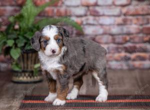 mini bernedoodle near Saint Louis MO