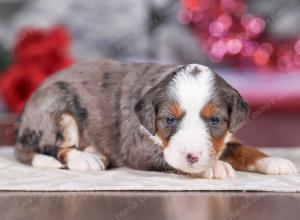 mini bernedoodle near Saint Louis MO