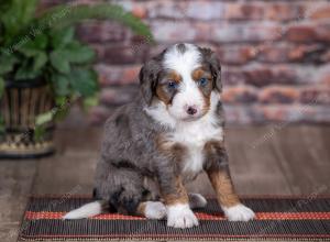 mini bernedoodle near Saint Louis MO