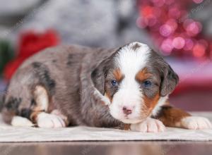 mini bernedoodle near Saint Louis MO