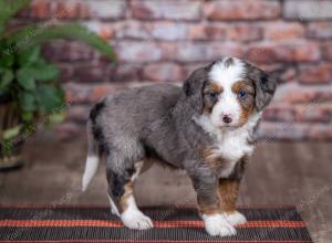 mini bernedoodle near Saint Louis MO