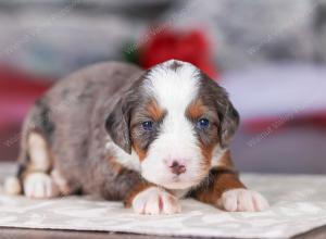 mini bernedoodle near Saint Louis MO