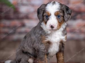 mini bernedoodle near Saint Louis MO