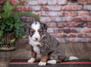 mini bernedoodle near Saint Louis MO