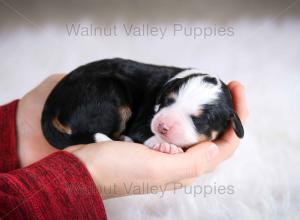 tri-colored mini bernedoodle baby puppy