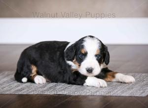 tri-colored mini bernedoodle baby puppy