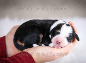 tri-colored mini bernedoodle baby puppy