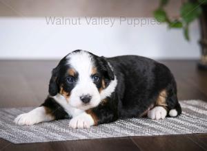 tri-colored mini bernedoodle baby puppy