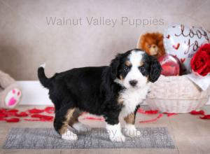 tri-colored mini bernedoodle baby puppy